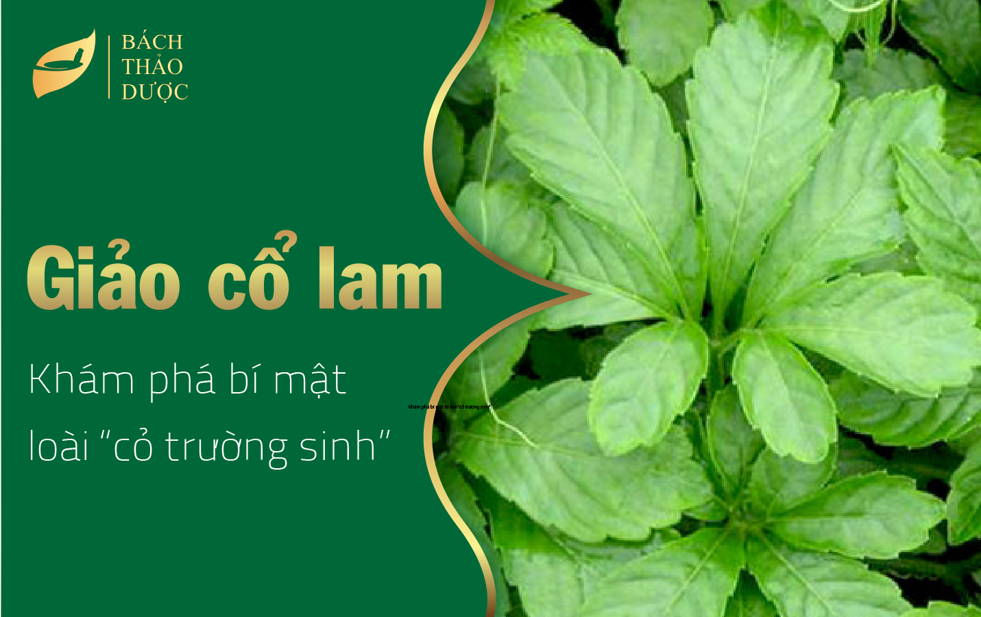 Giảo cổ lam - Khám phá bí mật từ loài “cỏ trường sinh”