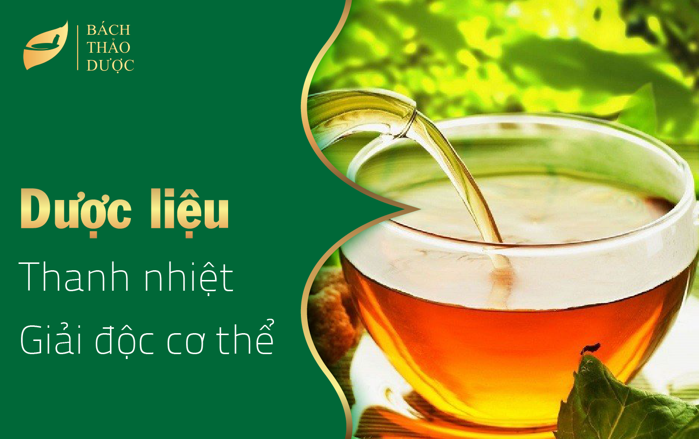 NHỮNG DƯỢC LIỆU THANH NHIỆT, GIẢI ĐỘC CƠ THỂ