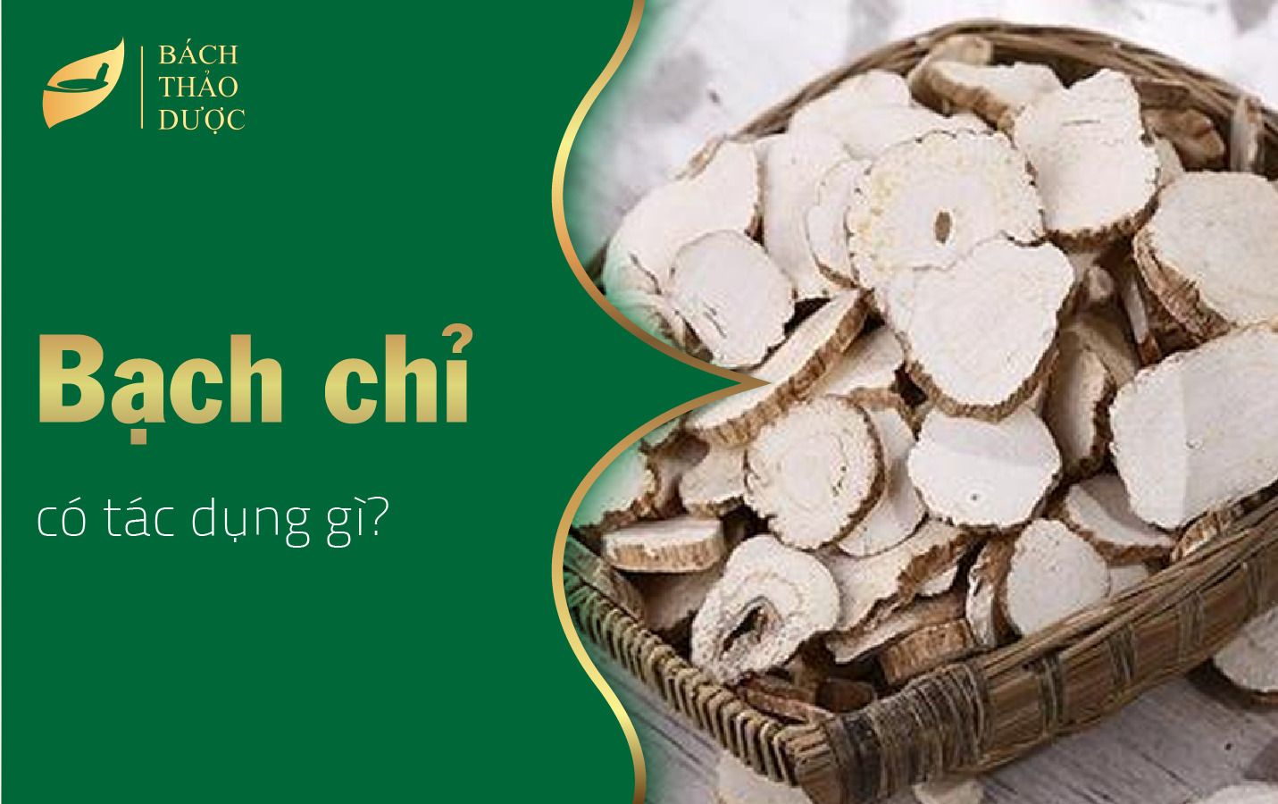 Cây bạch chỉ có tác dụng gì?