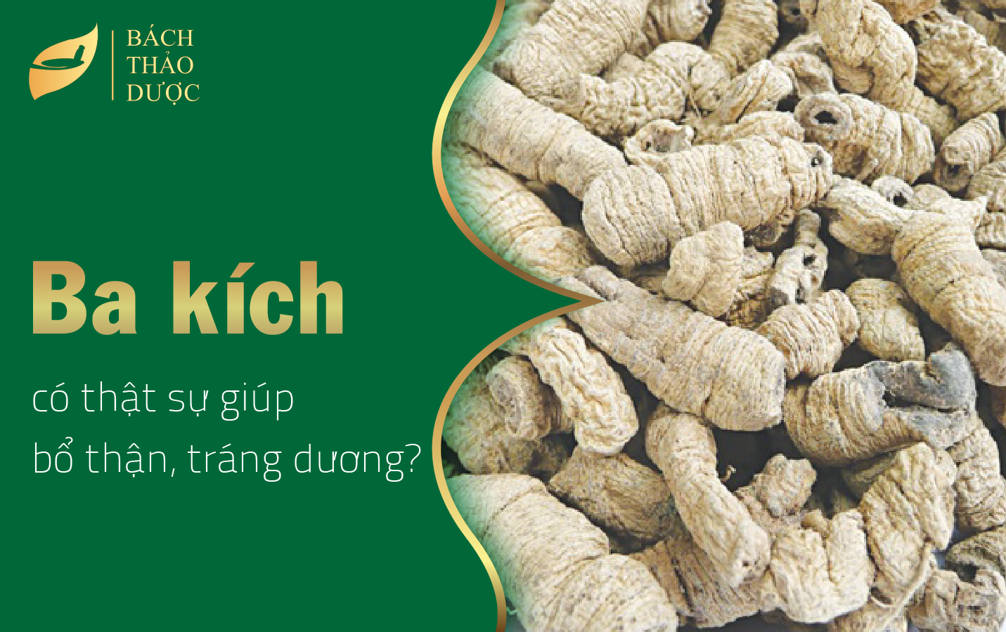 Ba kích có thật sự giúp bổ thận, tráng dương?