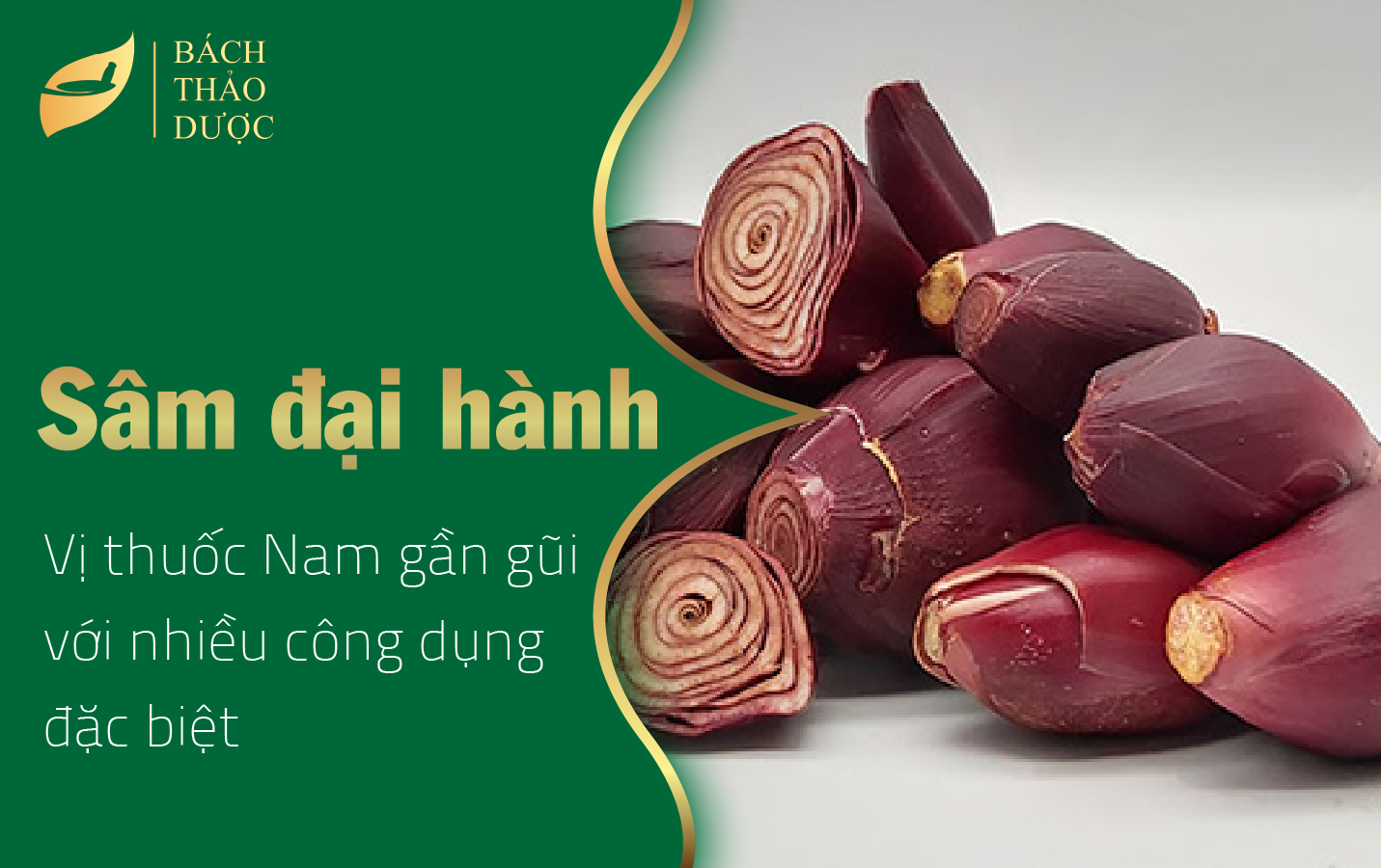 Sâm đại hành - Vị thuốc Nam gần gũi với nhiều công dụng đặc biệt