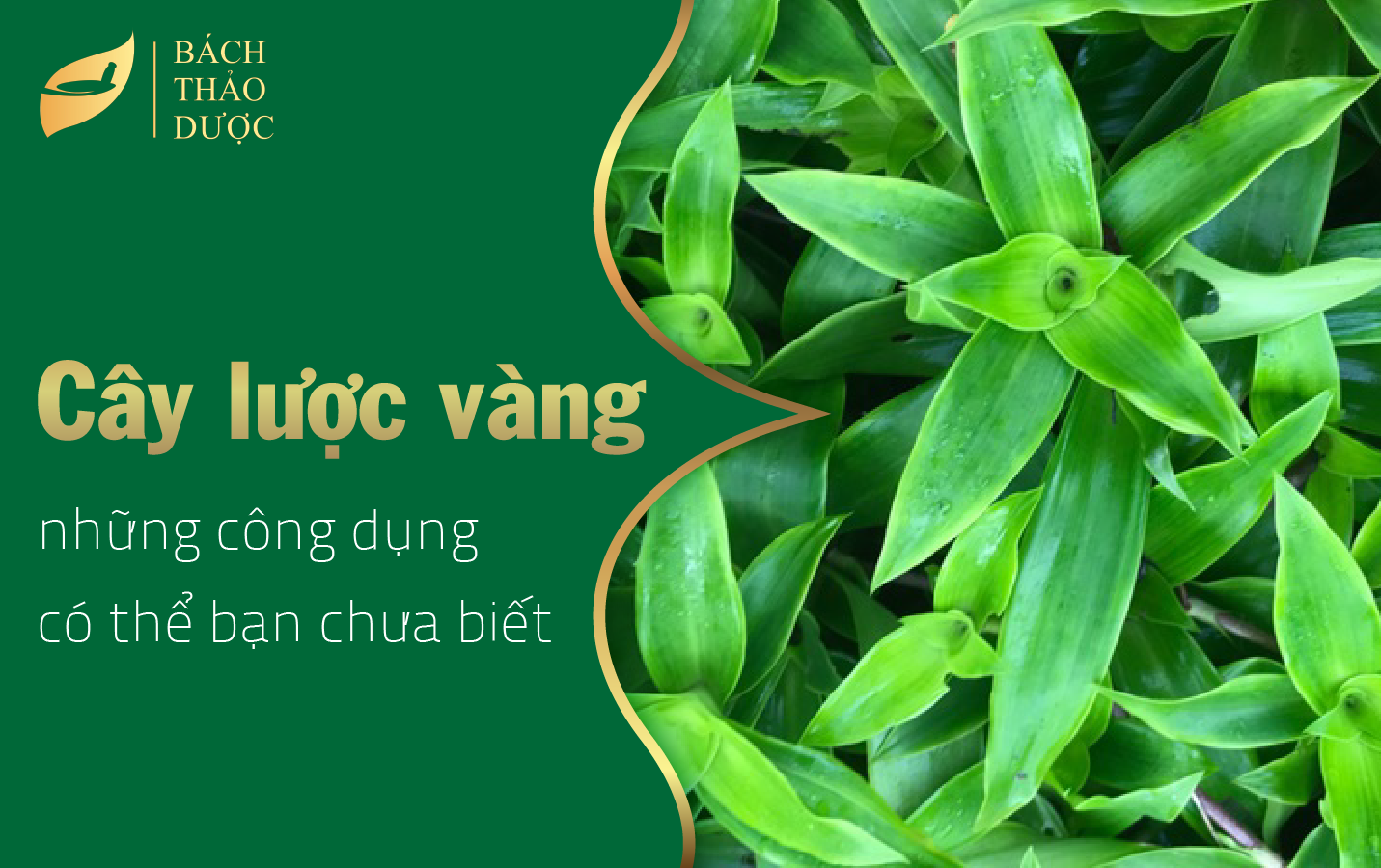 Cây lược vàng và những công dụng có thể bạn chưa biết