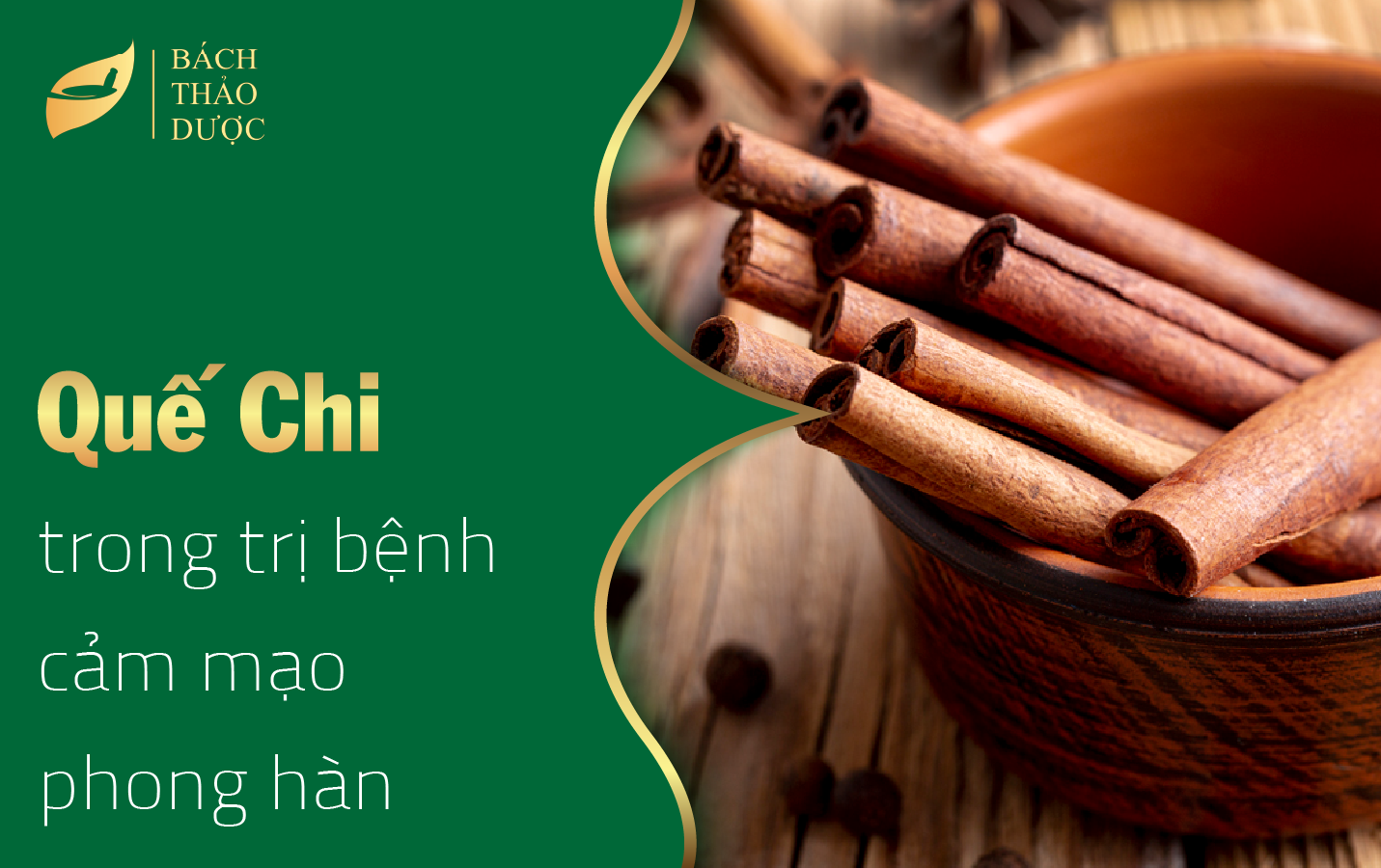  QUẾ CHI TRONG TRỊ BỆNH CẢM MẠO PHONG HÀN