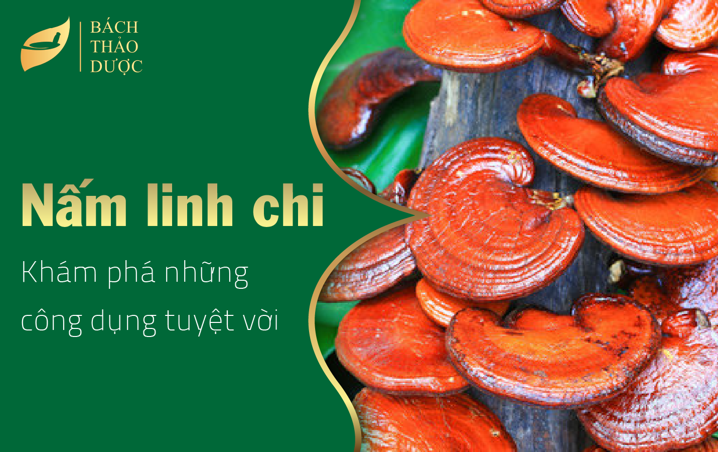 Khám phá công dụng tuyệt vời của nấm linh chi