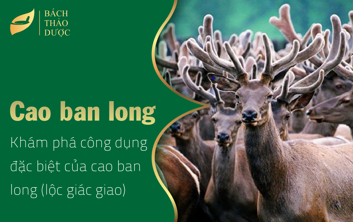 Khám phá công dụng của cao ban long