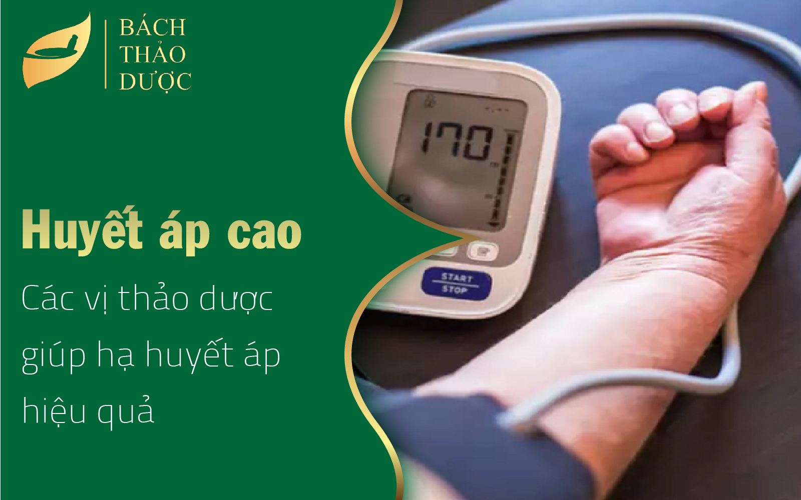 Những loài thảo dược giúp hạ huyết áp cao hiệu quả