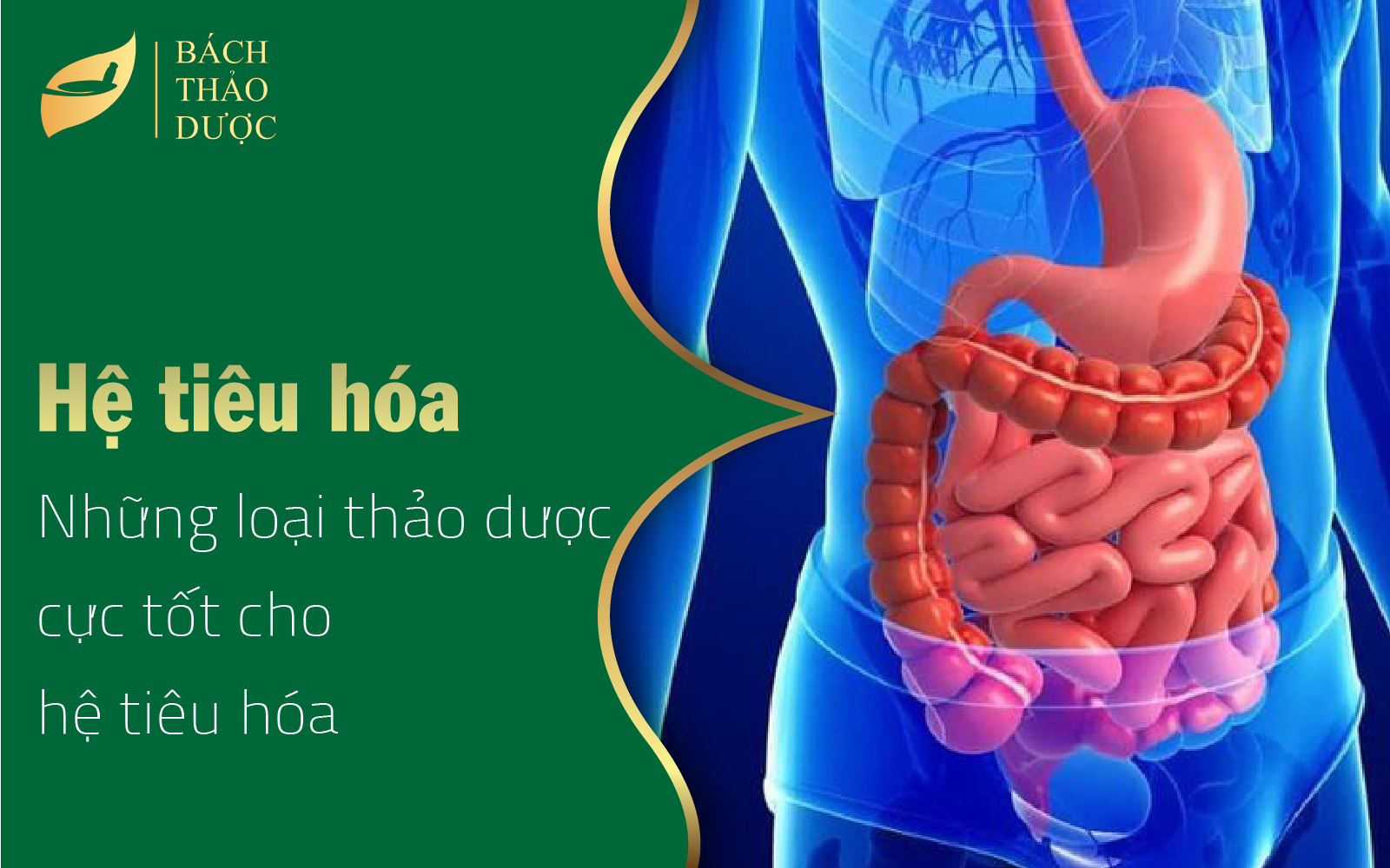 Những loài thảo dược tốt cho hệ tiêu hóa