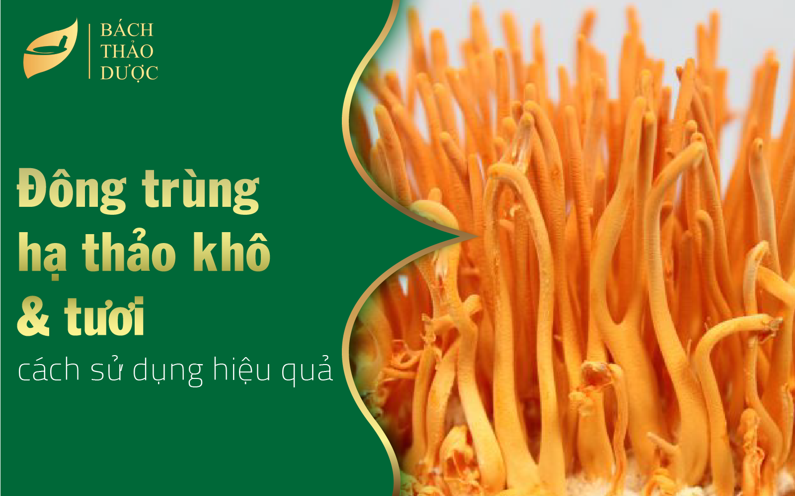 Cách sử dụng đông trùng hạ thảo khô và tươi hiệu quả