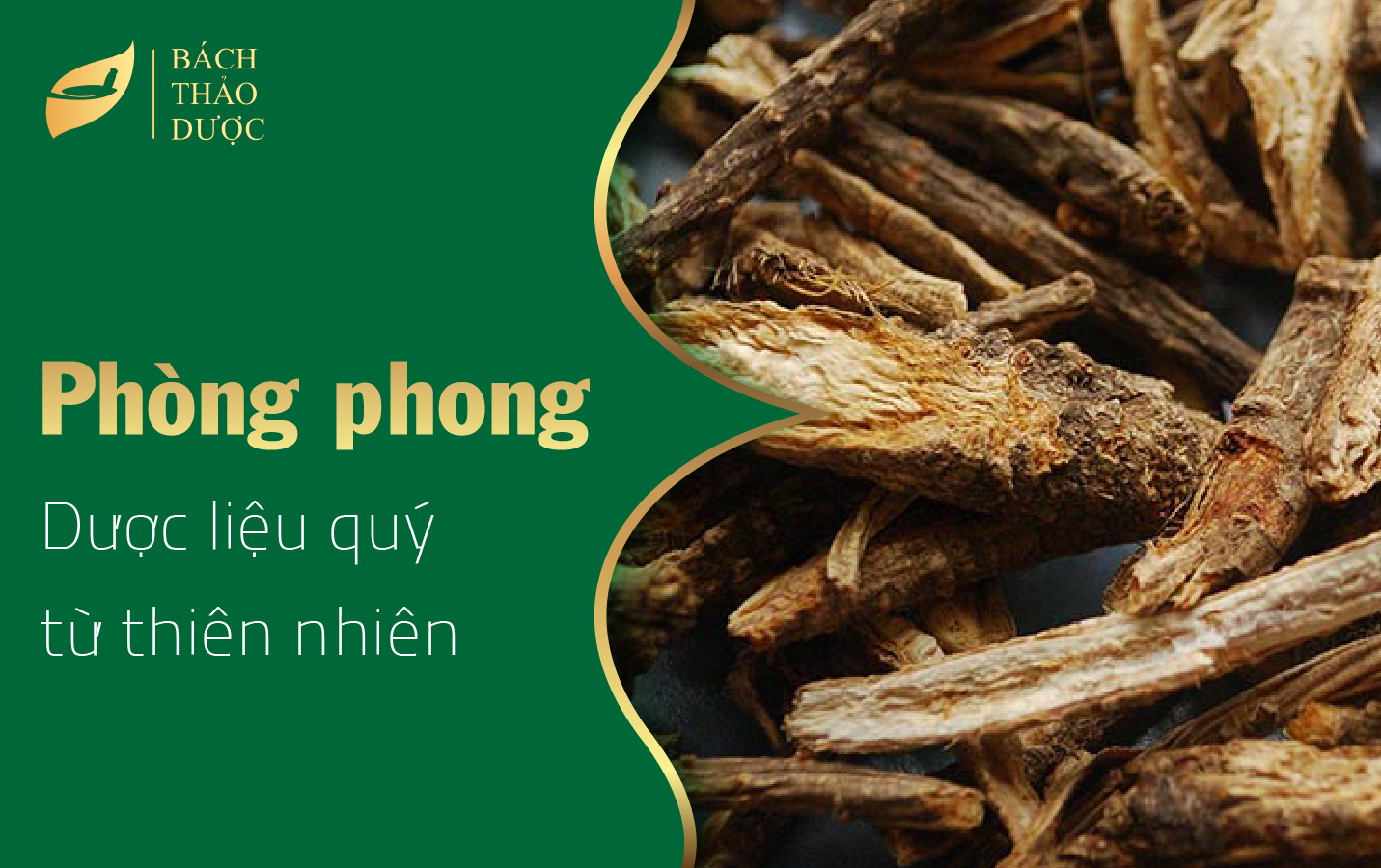 PHÒNG PHONG - DƯỢC LIỆU QUÝ ĐẾN TỪ THIÊN NHIÊN