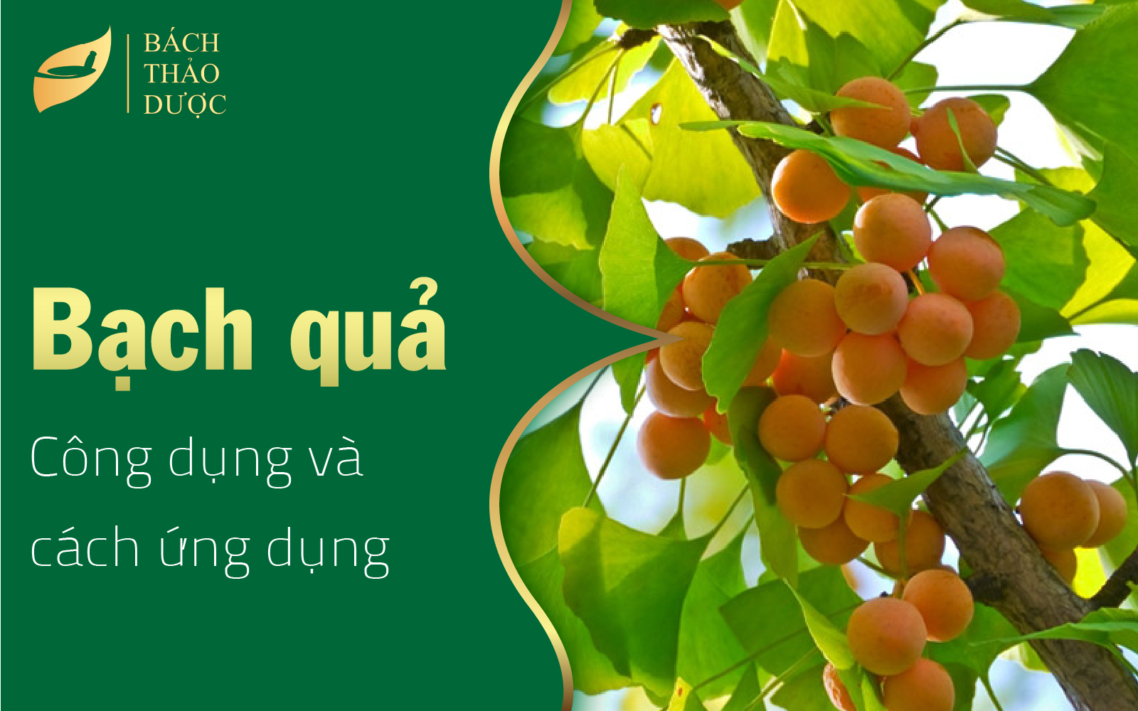 Công dụng và cách ứng của cây bạch quả