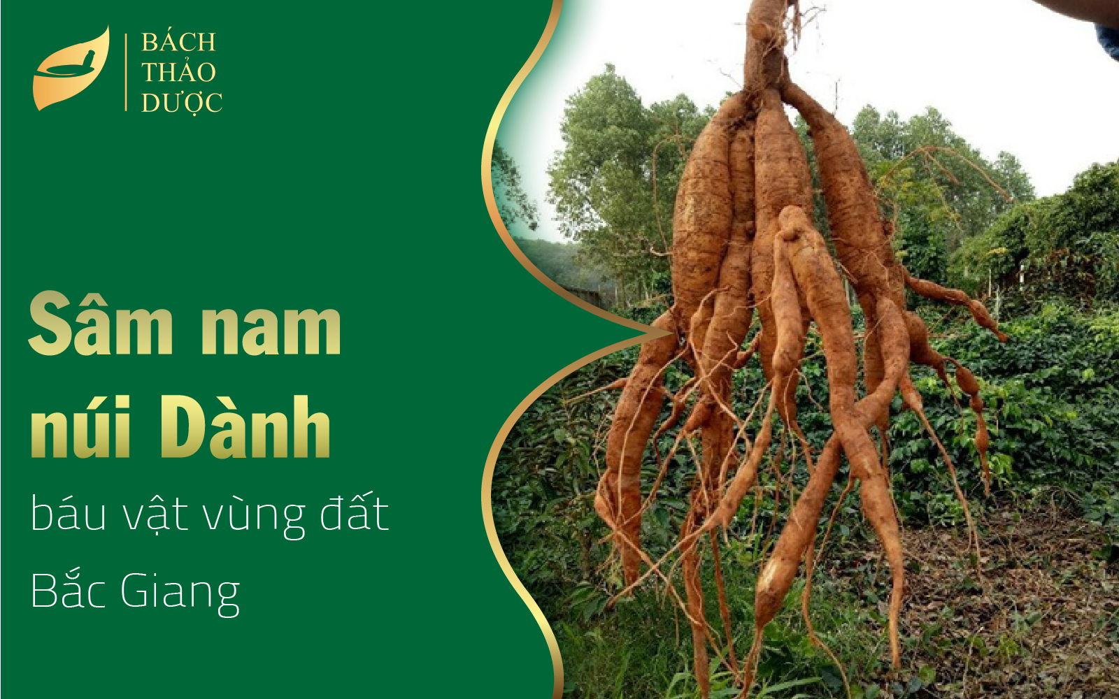 Sâm nam núi Dành báu vật vùng đất Bắc Giang