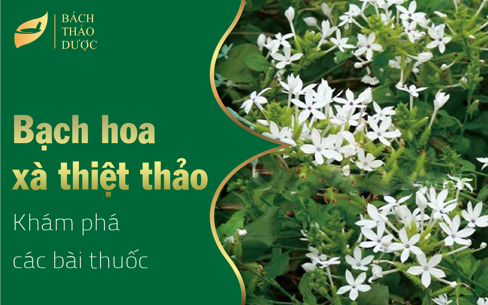 Bài thuốc từ cây bạch hoa xà thiệt thảo