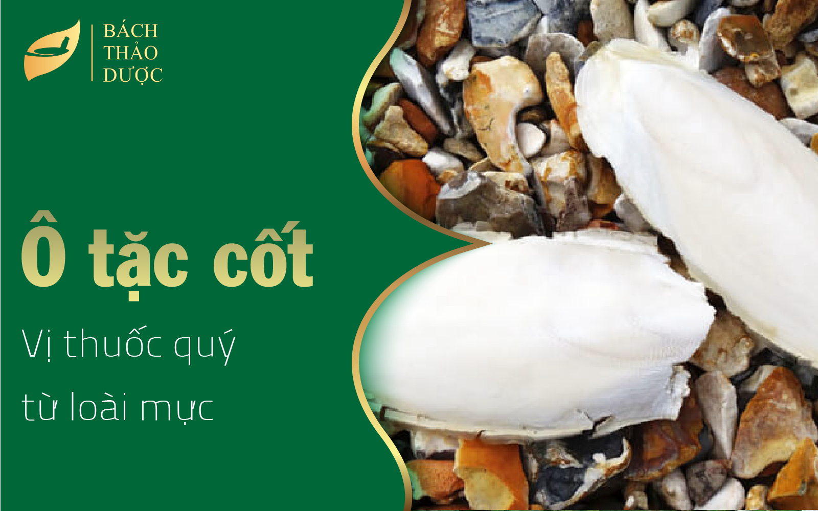 Khám phá Ô tặc cốt - vị thuốc quý từ loài mực