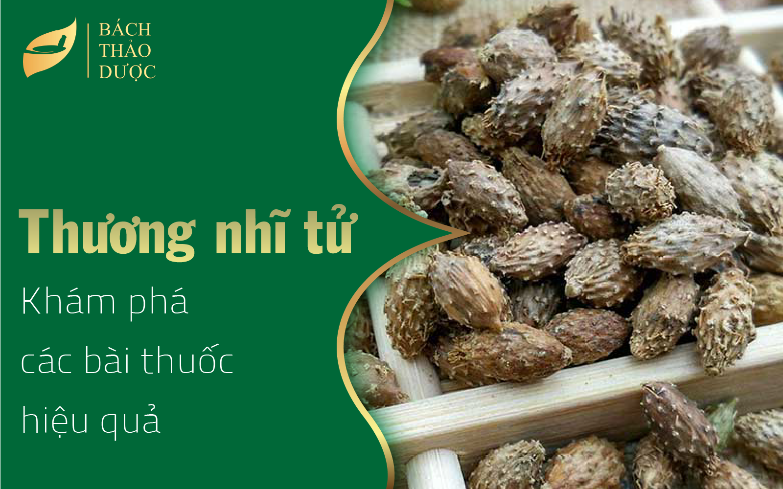 Khám phá bài thuốc từ Thương nhĩ tử