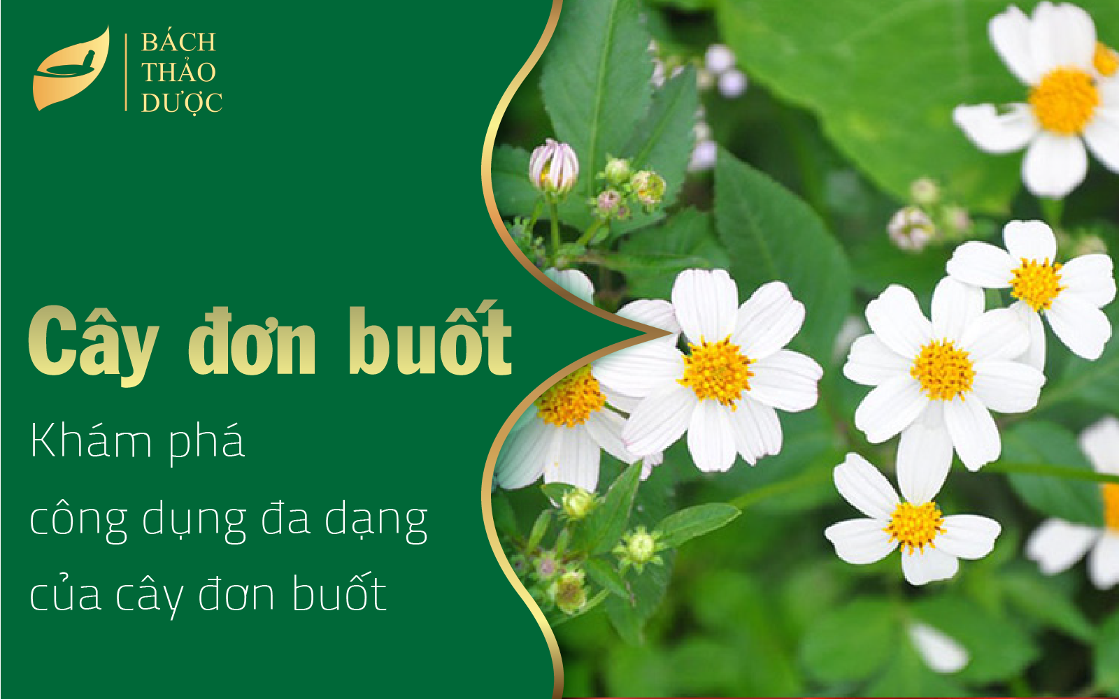 Khám phá công dụng đa dạng của cây đơn buốt