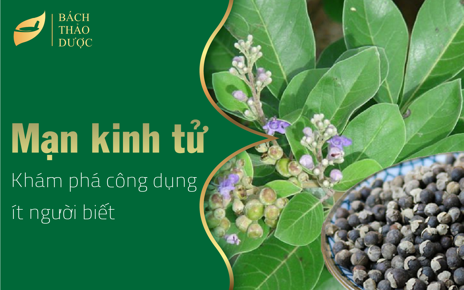 Khám phá công dụng của cây mạn kinh tử