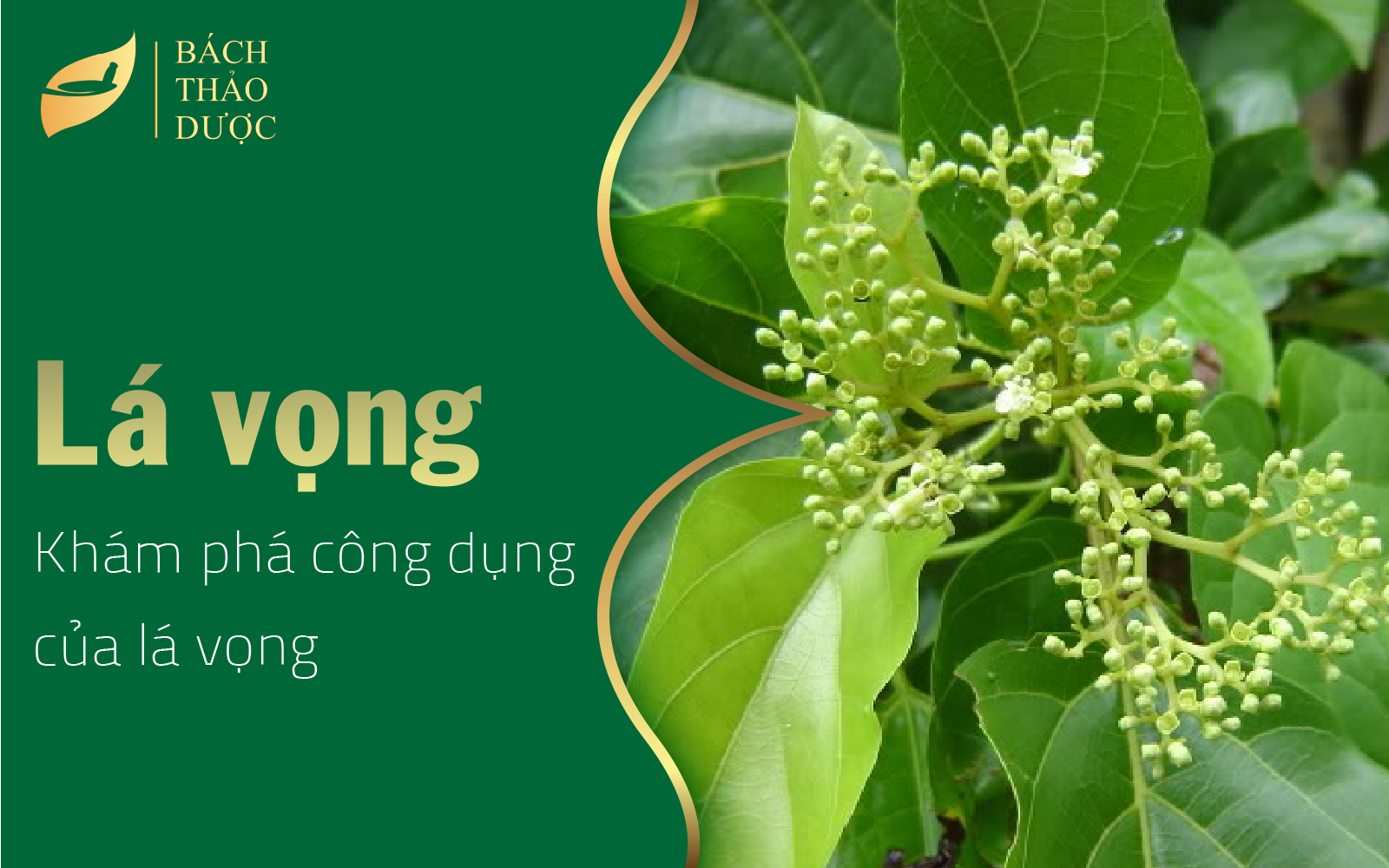 Khám phá công dụng của lá vọng