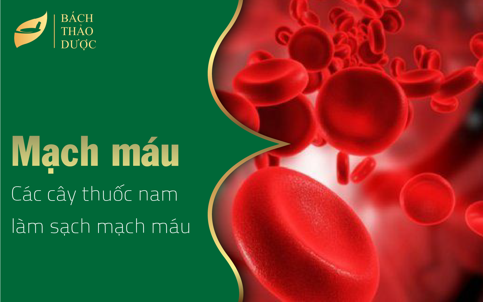 Các cây thuốc nam làm sạch mạch máu