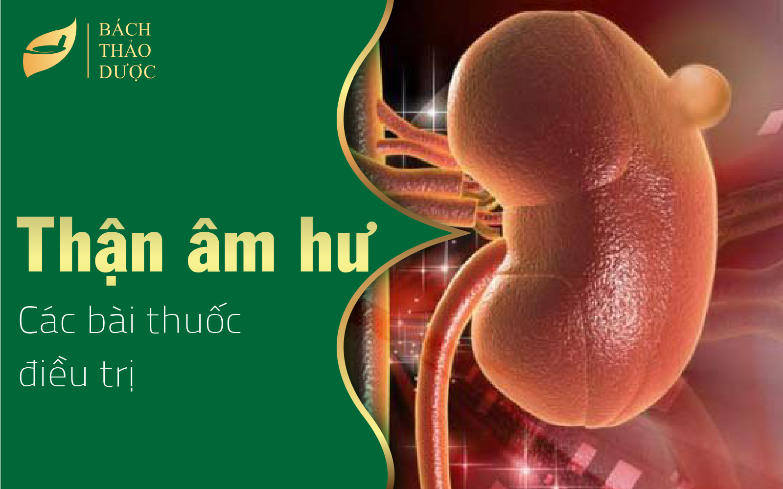 Các bài thuốc điều trị thận âm hư