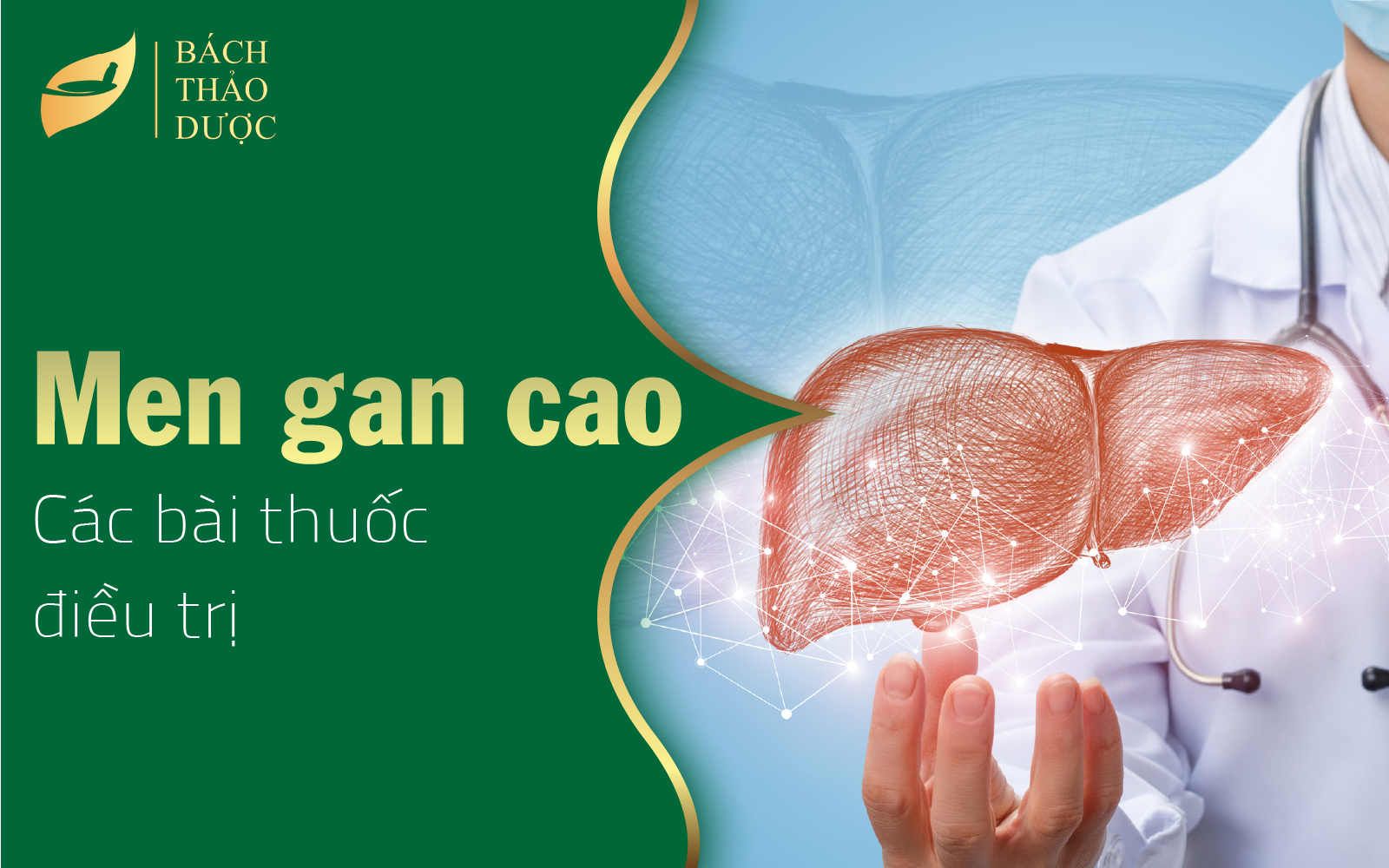 Trị men gan tăng cao trong Đông y