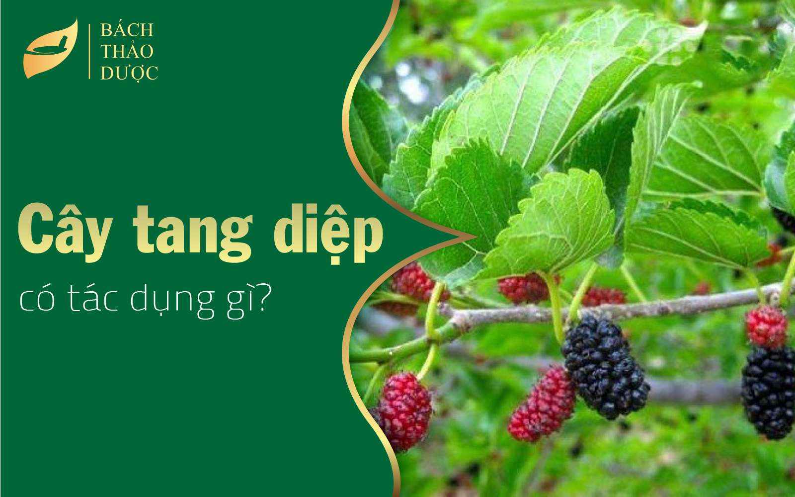 Cây tang diệp có tác dụng gì?