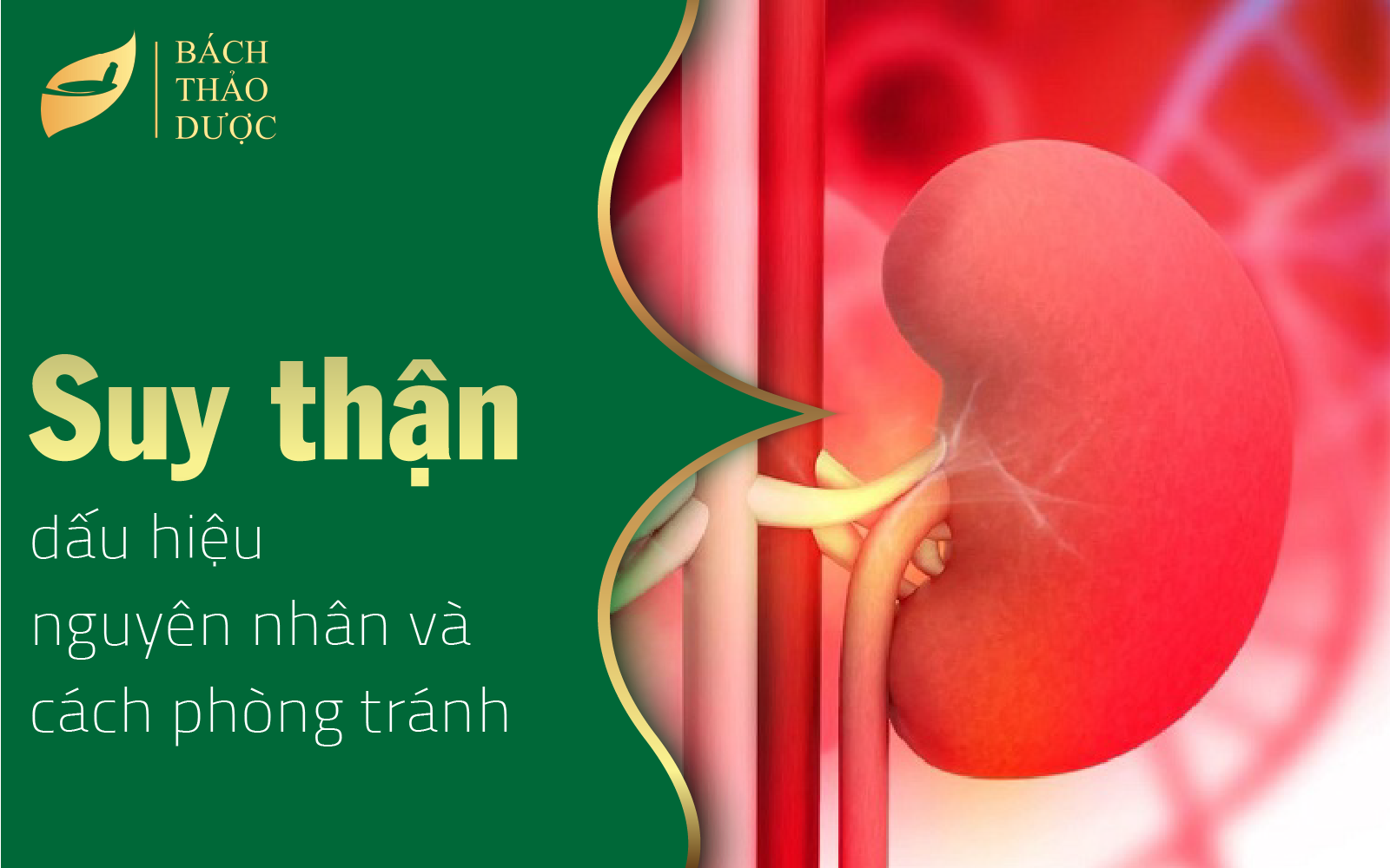 Suy thận - dấu hiệu, nguyên nhân và cách phòng tránh