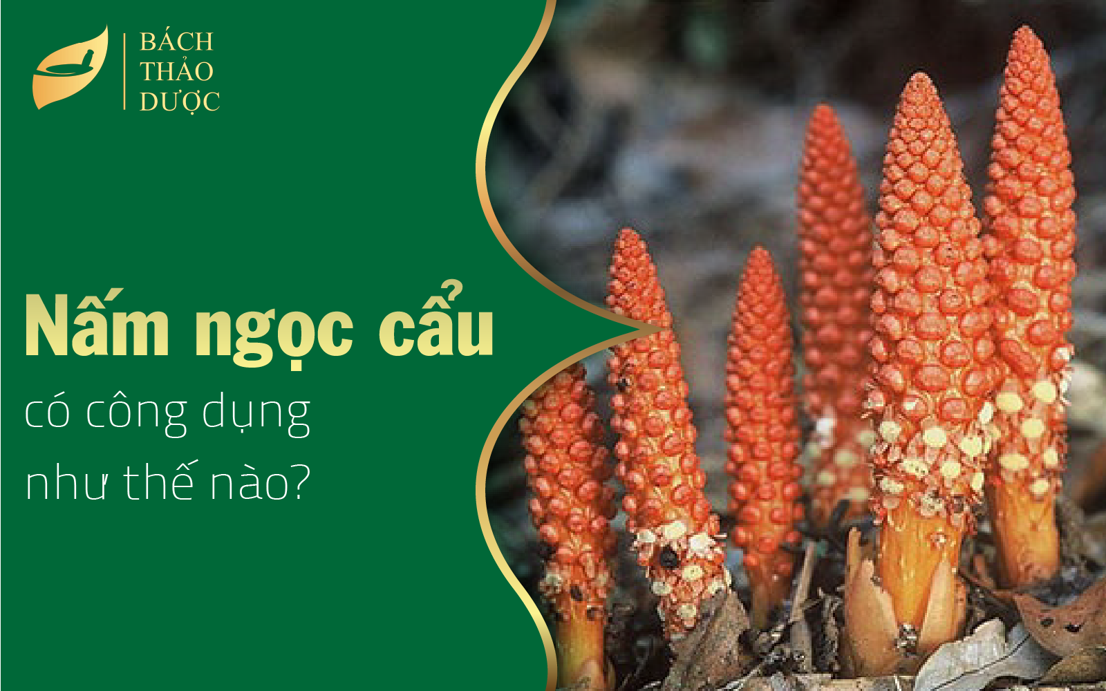 Các tác dụng của nấm ngọc cẩu