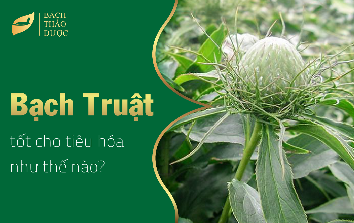 Bạch truật tốt cho hệ tiêu hóa như thế nào?