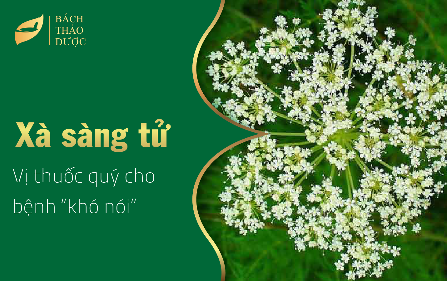 Xà sàng tử - Vị thuốc quý cho bệnh “khó nói”